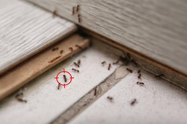 Best Flea Control Services  in Walnut Cove, NC
