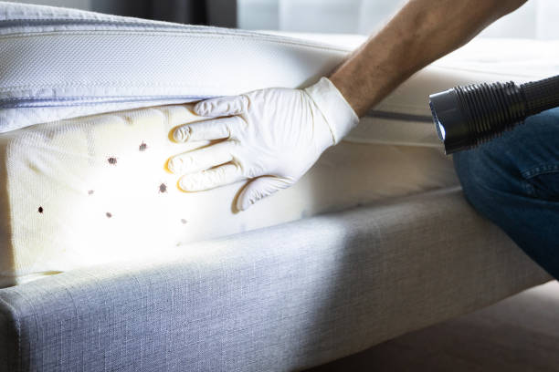 Best Wasp Removal Services  in Walnut Cove, NC