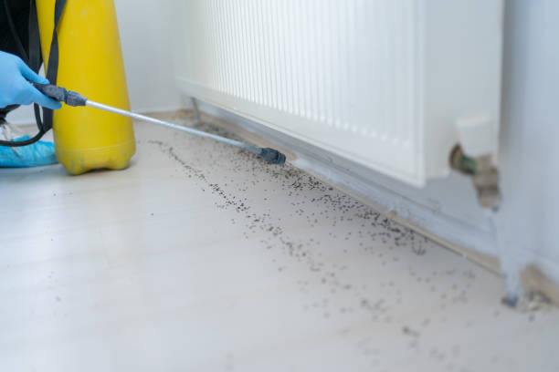 Best Rat Extermination Near Me  in Walnut Cove, NC
