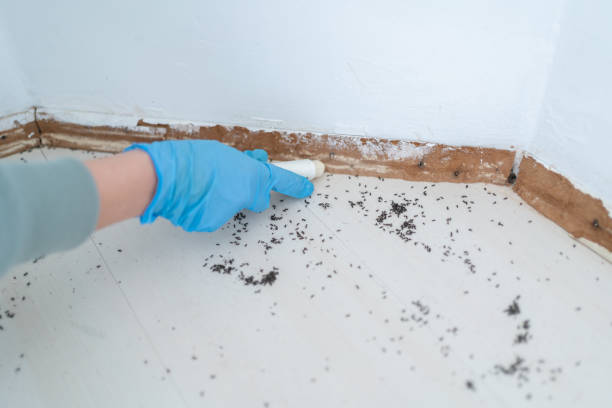 Best Pest Control Near Me in Walnut Cove, NC